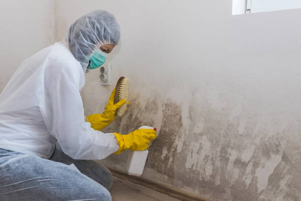 Best Certified Mold Removal  in Uhrichsville, OH