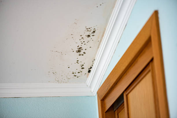 Best Residential Mold Removal  in Uhrichsville, OH