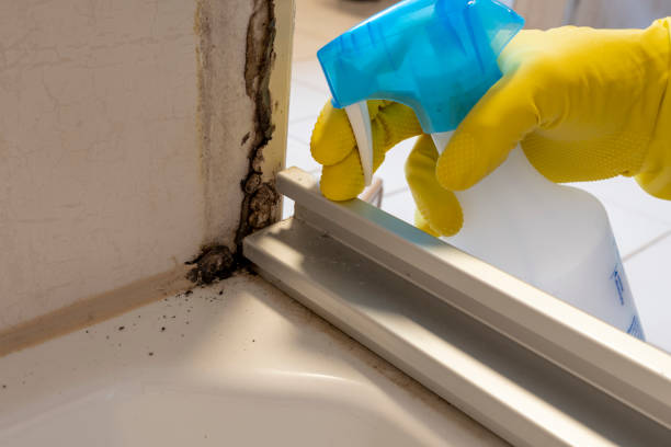 Best Mold Damage Repair  in Uhrichsville, OH