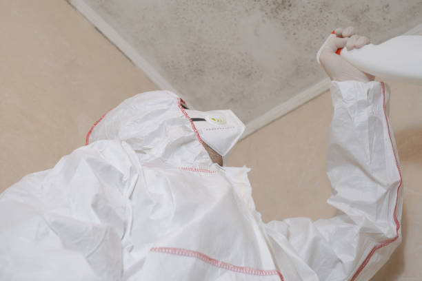 Office Mold Removal Services in Uhrichsville, OH