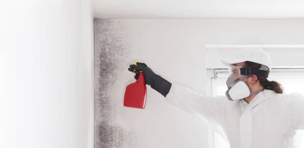 Mold Testing and Removal in Uhrichsville, OH