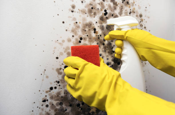 Best Fast Mold Removal  in Uhrichsville, OH