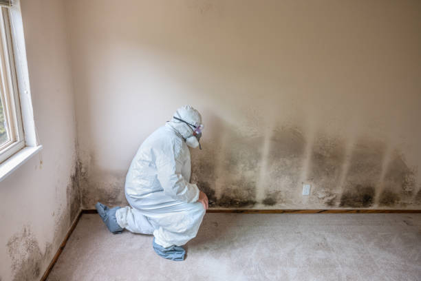 Best Residential Mold Removal  in Uhrichsville, OH
